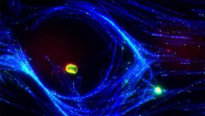 Tel Aviv University - TAU, Ludwig-Maximilians-Universitat Munchen - LMU, Workshop on Biophysics