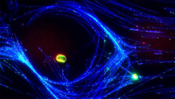 Tel Aviv University - TAU, Ludwig-Maximilians-Universitat Munchen - LMU, Workshop on Biophysics